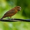 Louskac dlaskozoby - Sporophila funerea - Oryzoborus funereus - Thick-billed Seed-finch o8477